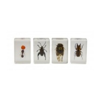 3D Bug Specimen Kit 3